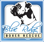 Blue Ridge Boxer